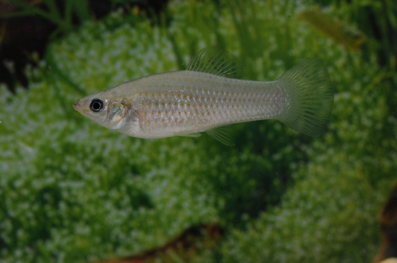 Image: Manfred Schartl/TAMU